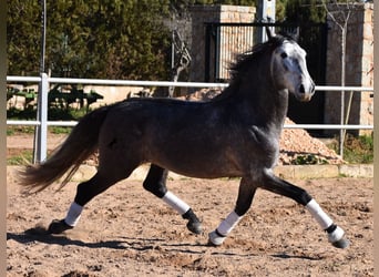 Andalusier, Hengst, 4 Jahre, 165 cm, Apfelschimmel
