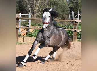 Andalusier, Hengst, 4 Jahre, 165 cm, Apfelschimmel