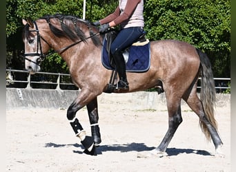 Andalusier, Hengst, 4 Jahre, 165 cm, Schimmel