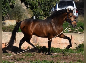 Andalusier, Hengst, 4 Jahre, 166 cm, Falbe