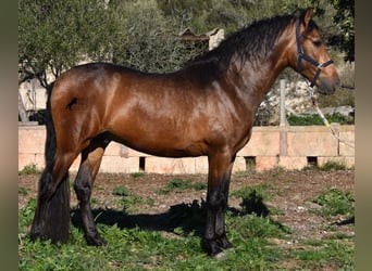 Andalusier, Hengst, 4 Jahre, 166 cm, Falbe