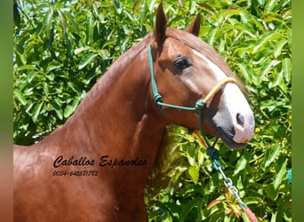 Andalusier, Hengst, 4 Jahre, 167 cm, Fuchs