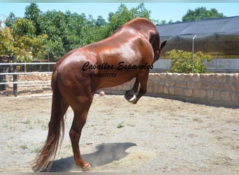 Andalusier, Hengst, 4 Jahre, 167 cm, Fuchs