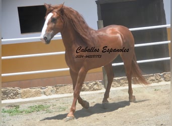 Andalusier, Hengst, 4 Jahre, 167 cm, Fuchs