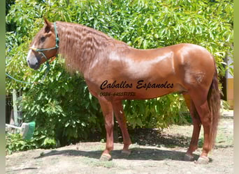 Andalusier, Hengst, 4 Jahre, 167 cm, Fuchs