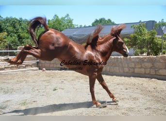 Andalusier, Hengst, 4 Jahre, 167 cm, Fuchs