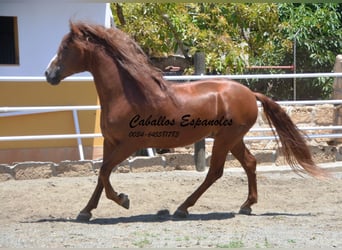 Andalusier, Hengst, 4 Jahre, 167 cm, Fuchs