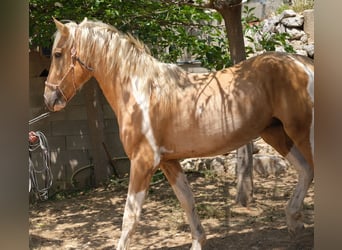 Andalusier, Hengst, 4 Jahre, 168 cm, Schecke