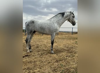 Andalusier, Hengst, 4 Jahre, 168 cm, Schimmel