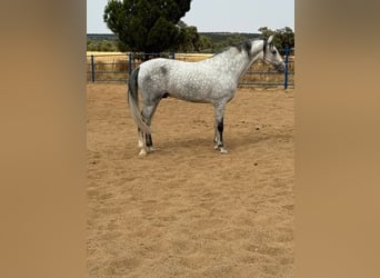 Andalusier, Hengst, 4 Jahre, 168 cm, Schimmel