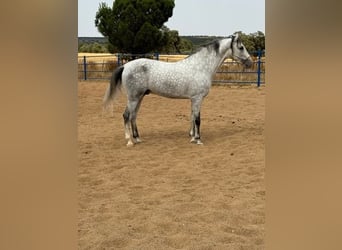 Andalusier, Hengst, 4 Jahre, 168 cm, Schimmel