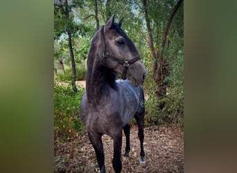 Andalusier, Hengst, 4 Jahre, 169 cm, Apfelschimmel