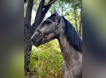 Andalusier, Hengst, 4 Jahre, 169 cm, Apfelschimmel