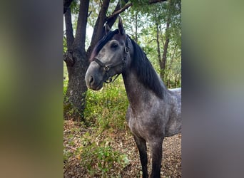 Andalusier, Hengst, 4 Jahre, 169 cm, Apfelschimmel