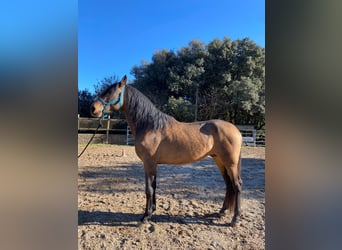 Andalusier, Hengst, 4 Jahre, 170 cm, Falbe