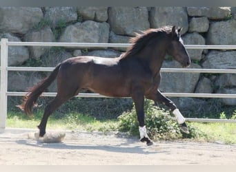 Andalusier, Hengst, 4 Jahre, 173 cm, Rappe