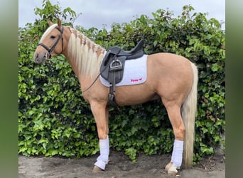 Andalusier, Hengst, 4 Jahre, Palomino