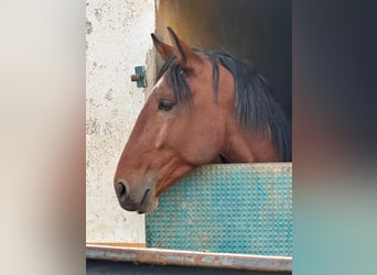 Andalusier, Hengst, 4 Jahre, Rotbrauner