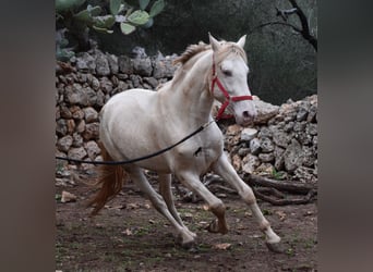 Andalusiër, Hengst, 5 Jaar, 153 cm, Perlino