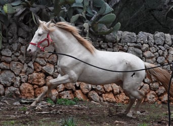 Andalusiër, Hengst, 5 Jaar, 153 cm, Perlino