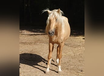 Andalusiër, Hengst, 5 Jaar, 154 cm, Palomino