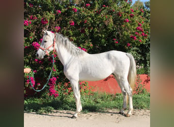 Andalusiër, Hengst, 5 Jaar, 156 cm, Schimmel