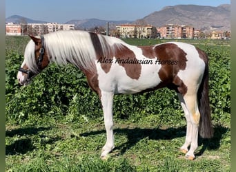 Andalusiër Mix, Hengst, 5 Jaar, 158 cm, Gevlekt-paard