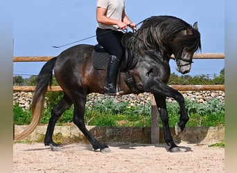 Andalusiër, Hengst, 5 Jaar, 158 cm, Schimmel