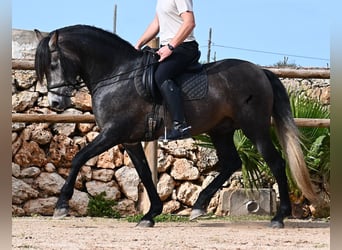Andalusiër, Hengst, 5 Jaar, 158 cm, Schimmel