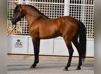 Andalusiër, Hengst, 5 Jaar, 160 cm, Brauner