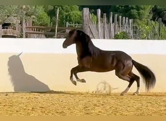 Andalusiër, Hengst, 5 Jaar, 161 cm, Bruin