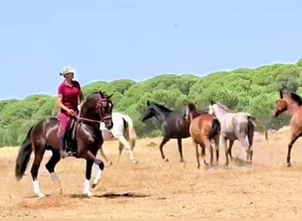 Andalusiër, Hengst, 5 Jaar, 161 cm, Bruin