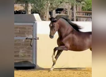 Andalusiër, Hengst, 5 Jaar, 161 cm, Bruin
