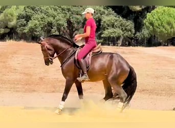 Andalusiër, Hengst, 5 Jaar, 161 cm, Bruin