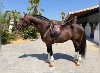 Andalusiër, Hengst, 5 Jaar, 161 cm, Bruin