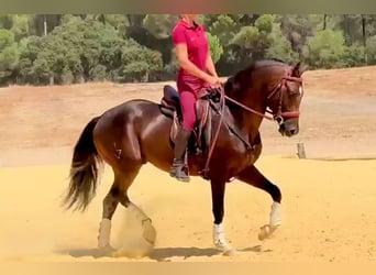 Andalusiër, Hengst, 5 Jaar, 161 cm, Bruin