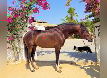 Andalusiër, Hengst, 5 Jaar, 161 cm, Bruin