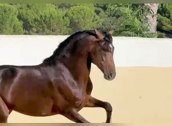 Andalusiër, Hengst, 5 Jaar, 161 cm, Bruin