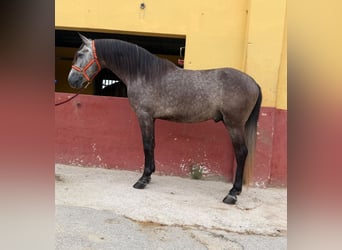 Andalusiër, Hengst, 5 Jaar, 162 cm, Schimmel