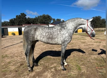 Andalusiër, Hengst, 5 Jaar, 163 cm, Appelschimmel