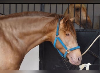 Andalusiër, Hengst, 5 Jaar, 163 cm, Donkere-vos