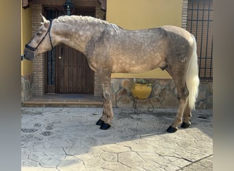 Andalusiër, Hengst, 5 Jaar, 163 cm, Palomino