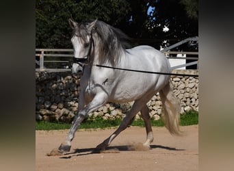 Andalusiër, Hengst, 5 Jaar, 164 cm, Schimmel