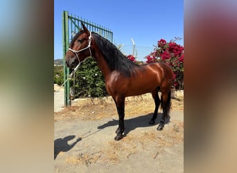 Andalusiër, Hengst, 5 Jaar, 165 cm, Bruin