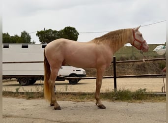 Andalusiër, Hengst, 5 Jaar, 165 cm, Perlino