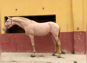 Andalusiër, Hengst, 5 Jaar, 165 cm, Perlino