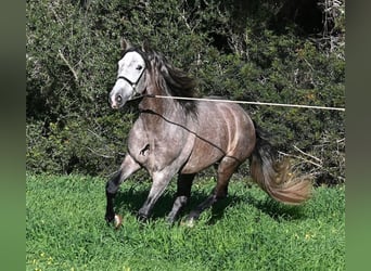 Andalusiër, Hengst, 5 Jaar, 165 cm, Schimmel