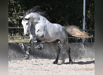 Andalusiër, Hengst, 5 Jaar, 167 cm, Schimmel
