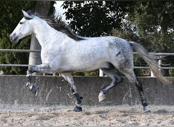 Andalusiër, Hengst, 5 Jaar, 167 cm, Schimmel