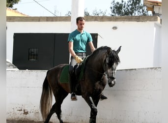 Andalusiër, Hengst, 5 Jaar, 167 cm, Schimmel
